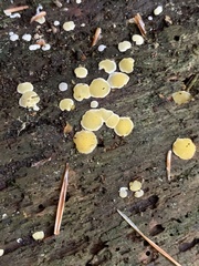 Dacrymyces corticioides