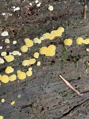 Dacrymyces corticioides