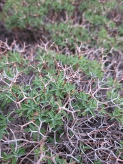 Euphorbia acanthothamnos