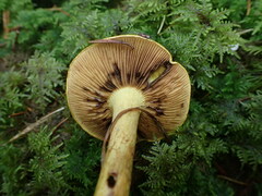 Cortinarius atrovirens
