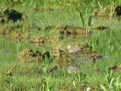 Calidris pusilla