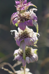Monarda viridissima