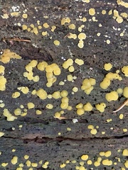 Dacrymyces corticioides