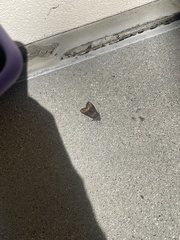 Pyrausta californicalis