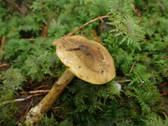 Cortinarius atrovirens