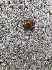 Coenobita compressus