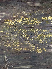 Dacrymyces corticioides