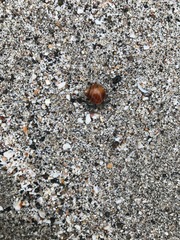 Coenobita compressus
