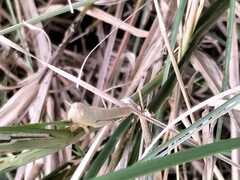 Neorthacris