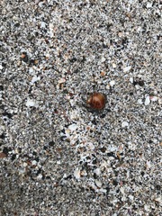Coenobita compressus