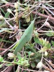 Atractomorpha lata