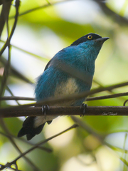 Dacnis lineata