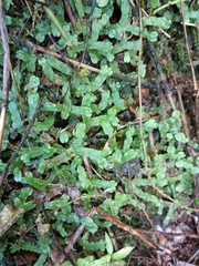 Marchantia inflexa