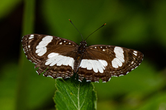Neptis