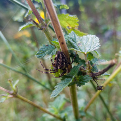 Araneus diadematus