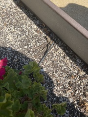 Sceloporus occidentalis
