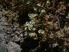 Euphorbia peruviana