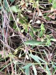 Atractomorpha lata