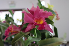 Cattleya