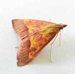 Pyrausta arizonicalis