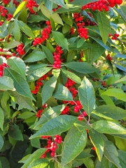 Ilex verticillata