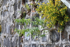 Crepidiastrum denticulatum