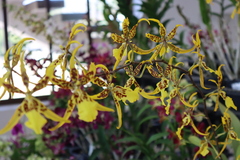 Cyrtochilum pardinum