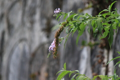 Buddleja davidii