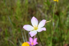 Sabatia grandiflora