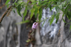 Buddleja davidii