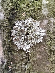 Phaeophyscia orbicularis
