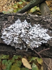 Parmelina tiliacea