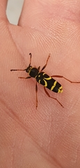 Clytus arietis