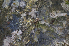 Tetragnathidae