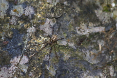 Tetragnathidae