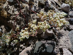Euphorbia peruviana
