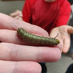 Anisota virginiensis