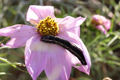 Spodoptera