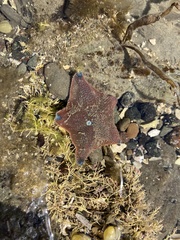 Patiriella regularis