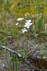 Silene samojedorum