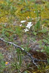 Silene samojedorum