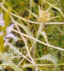 Andryala integrifolia