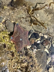 Patiriella regularis