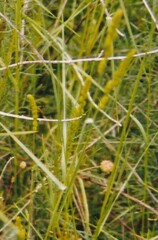 Dactylis glomerata hispanica