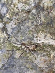 Tetragnathidae