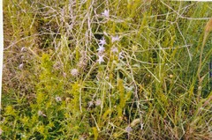 Dactylis glomerata hispanica