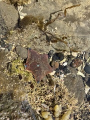 Patiriella regularis