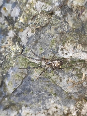 Tetragnathidae