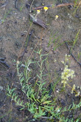 Leptorhynchos squamatus