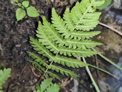 Deparia petersenii